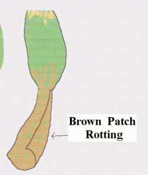Brown Patch Disease